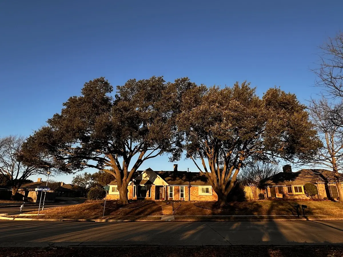 Established residential canopy tree shading a home in Pineville